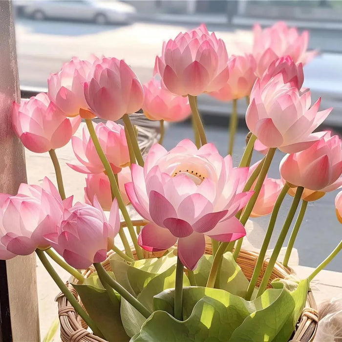 Flor de Lótus Bonsai - 🌸 A Sagrada (Compre 1 Leve 2)